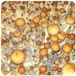 Псилоцибиновые (галлюциногенные)  грибы Psilocybin "Golden Teacher" в Бахчисарае 